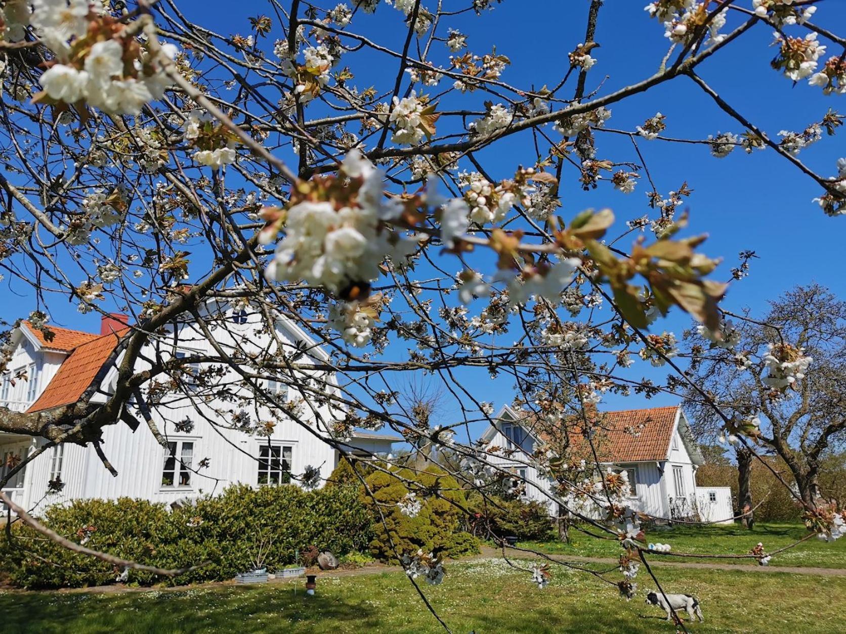 Bond-Gården Villa Fågelmara Buitenkant foto